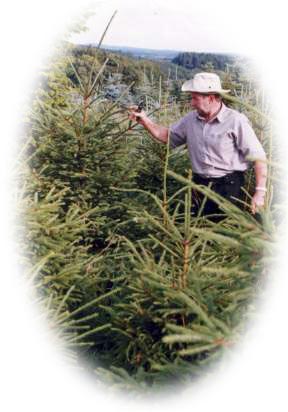 Rotfichte - Weihnachtsbaumhof Tacke