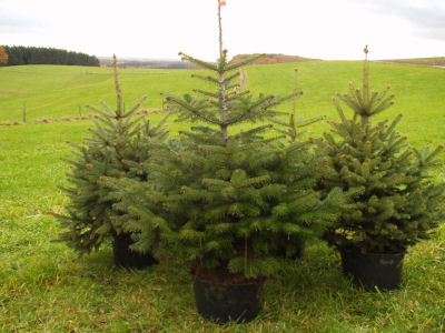 Ballenbäume vom Weihnachtsbaumhof Tacke aus Halver