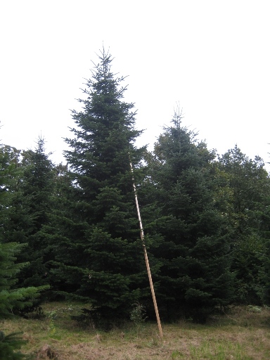 Dekobäume vom Weihnachtsbaumhof Tacke aus Halver