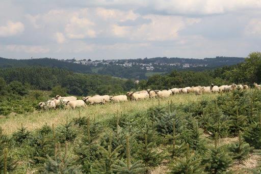 Weihnachtsbaumhof Tacke